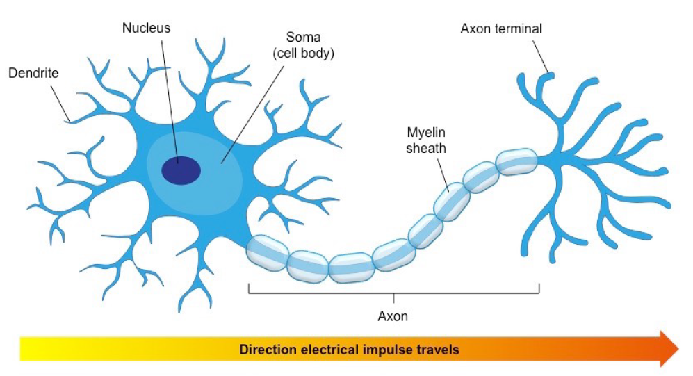 Figure 2: Biological Neuron