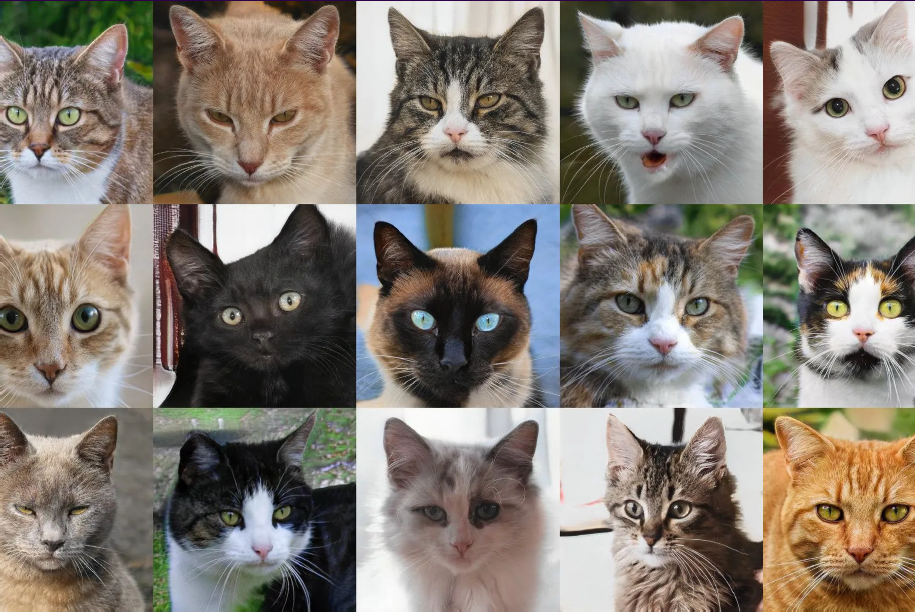 Figure 12: Cats that Don’t Exist